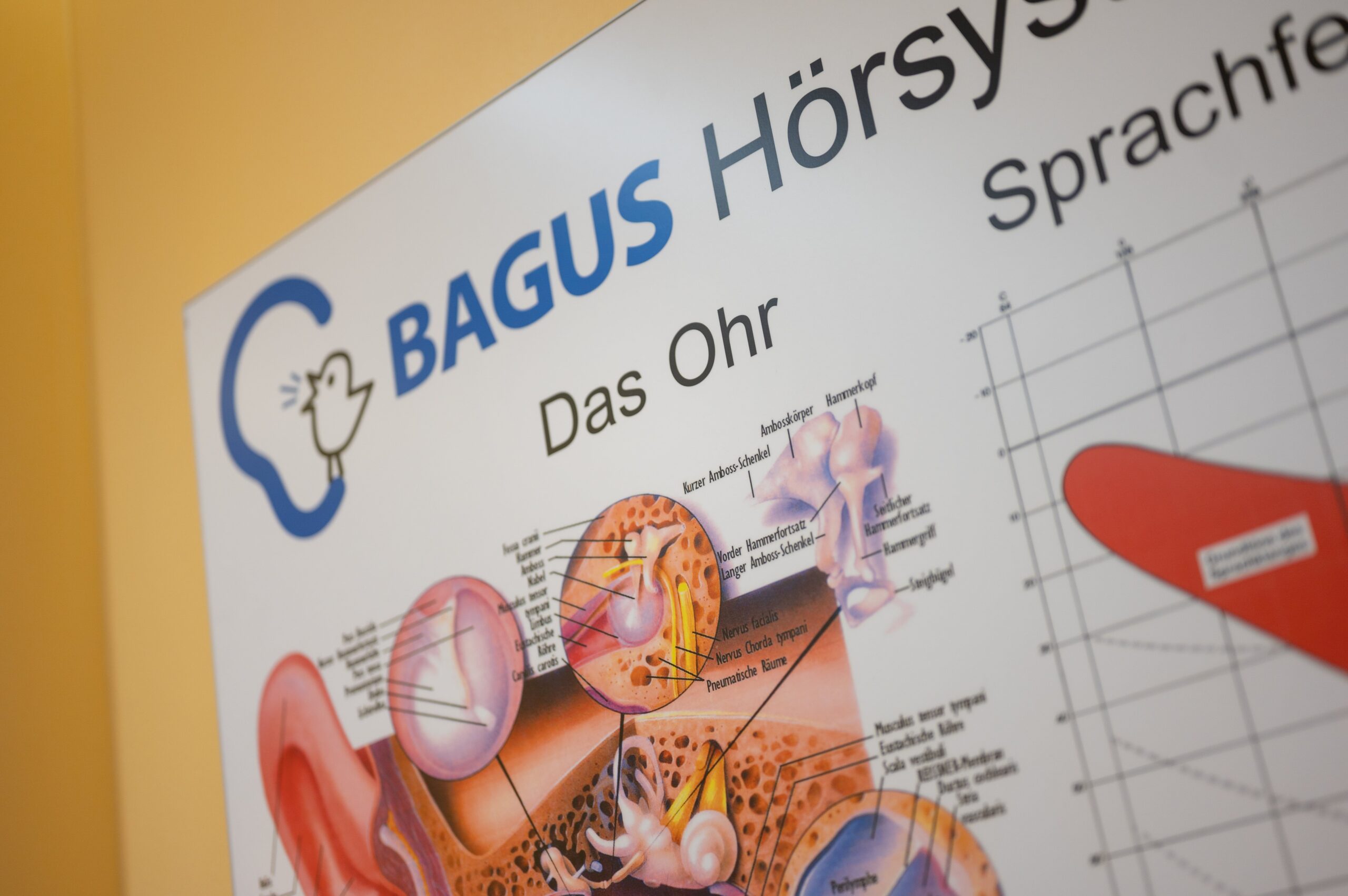 Illustration des Hörvorgangs auf einem Plakat mit Bagus Logo